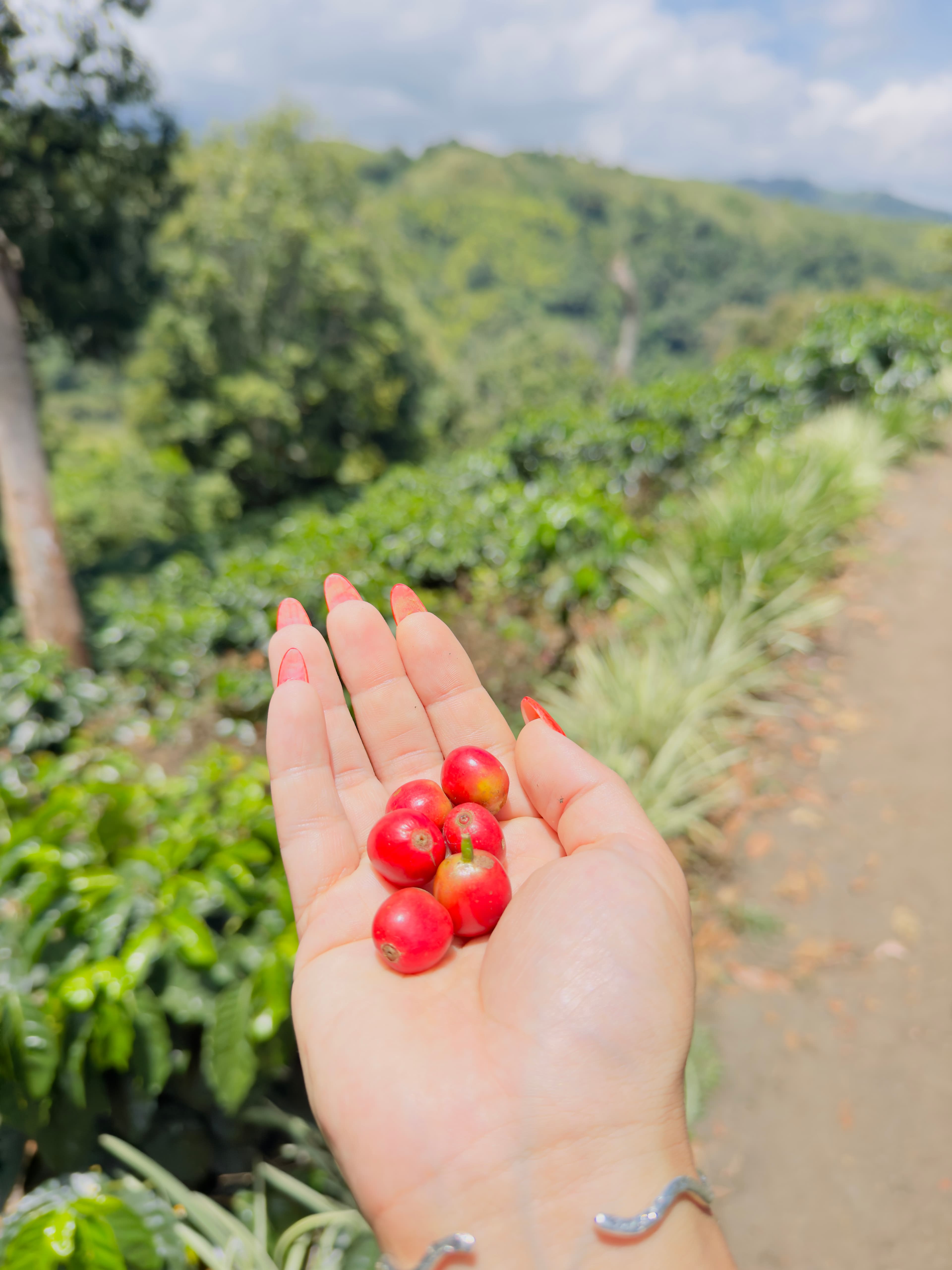 Freshly roasted single-origin coffee beans